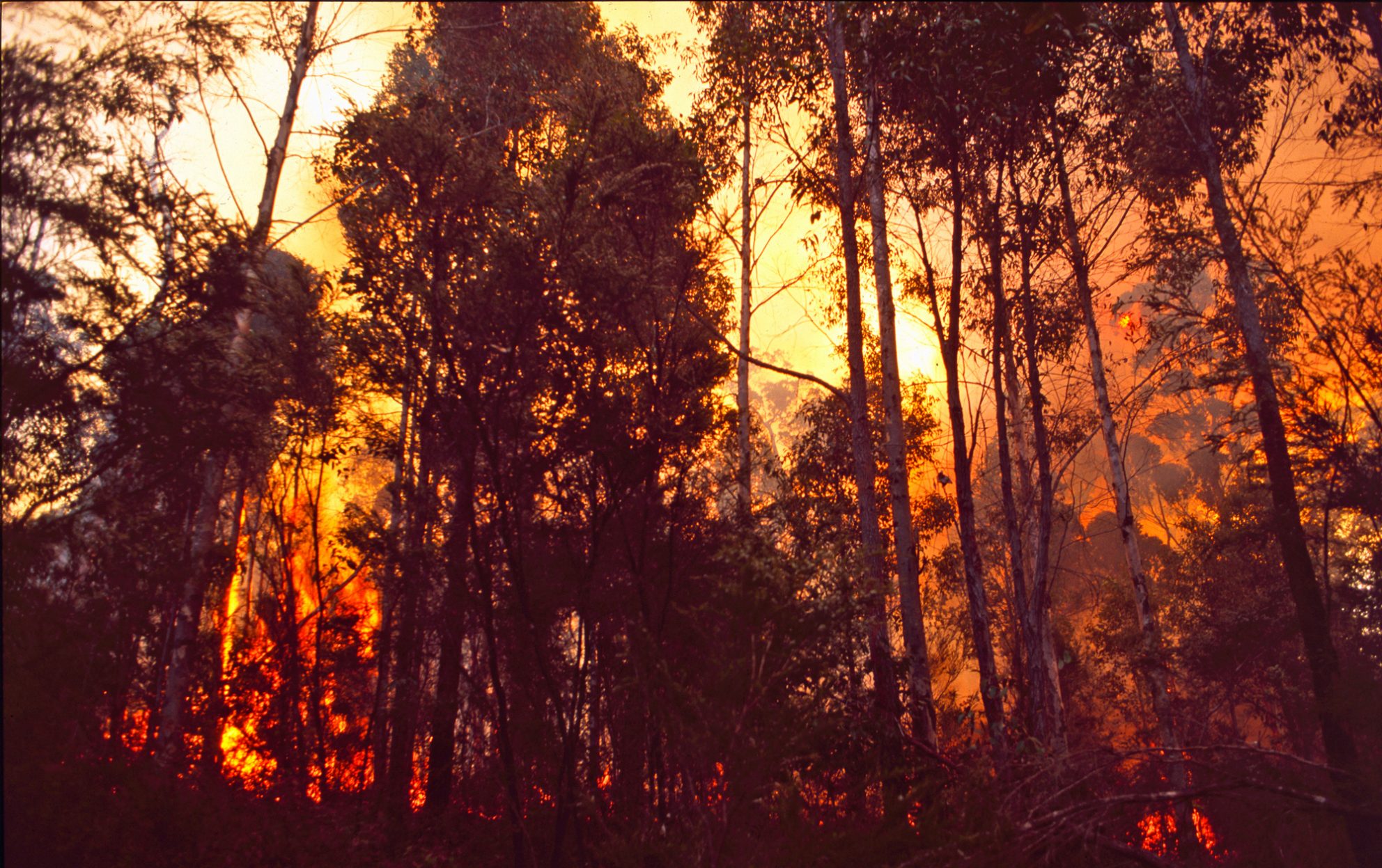 Hopekiller_trees_on_fire