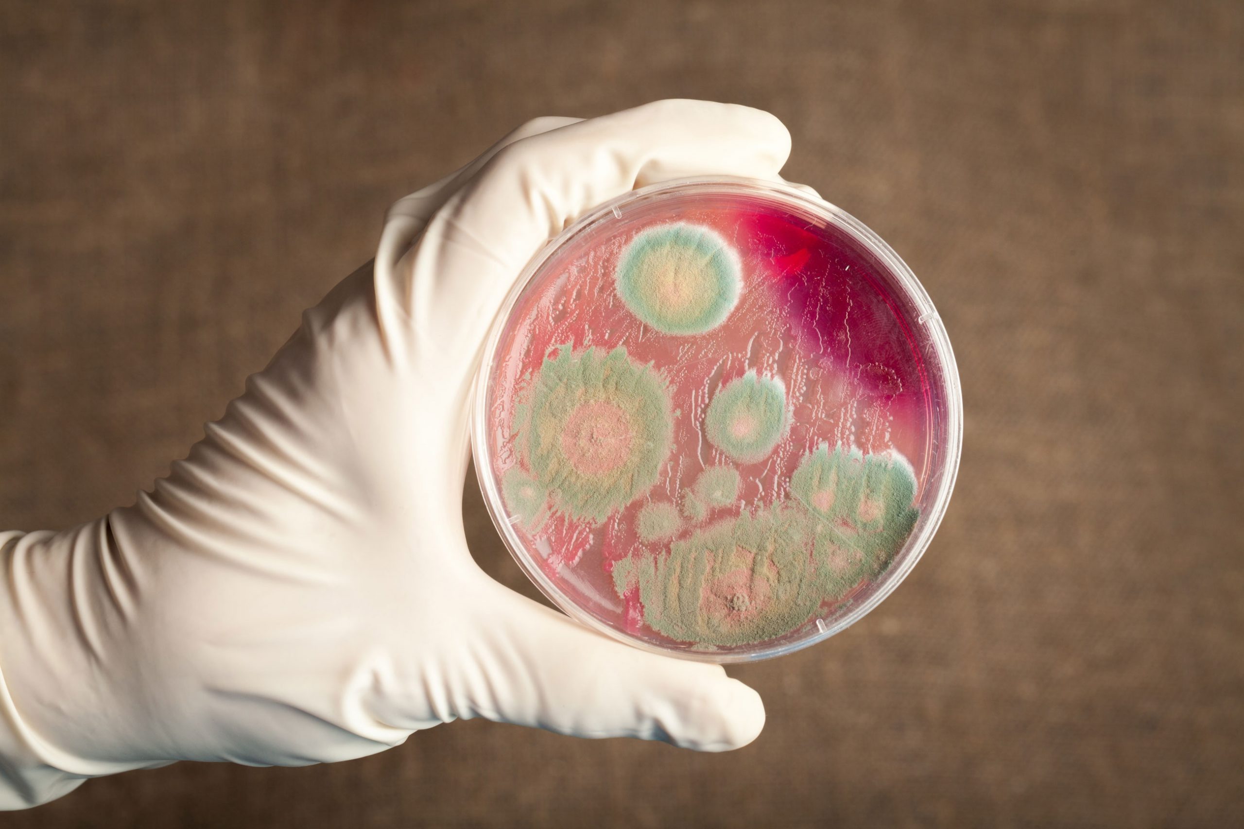bio_dish